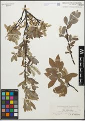Foto von Salix glauca L.